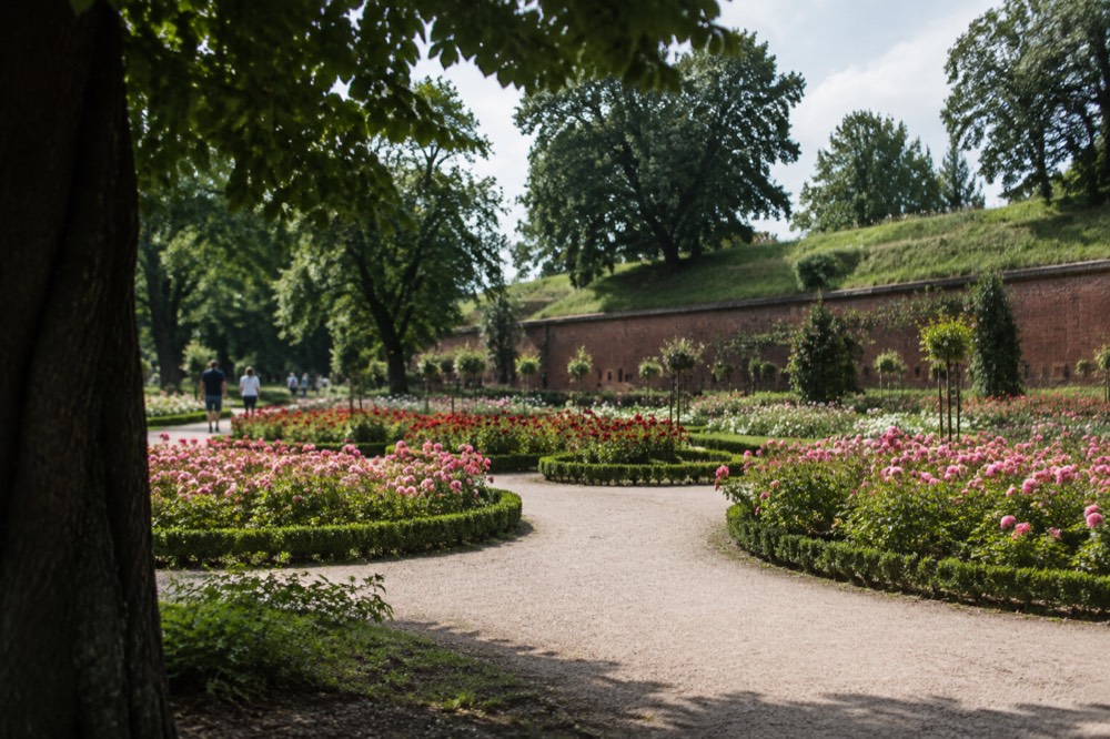 A formal rose garden with flower beds in bloom and a path curving through it