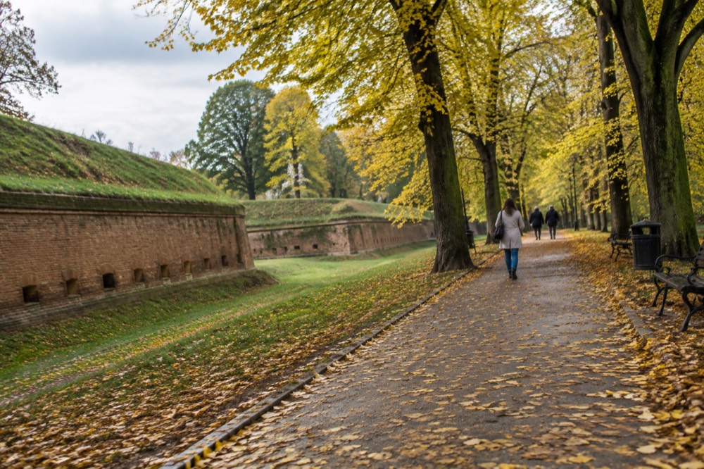 Autumn trees with yellow leaves along a park path with fallen leaves on the ground