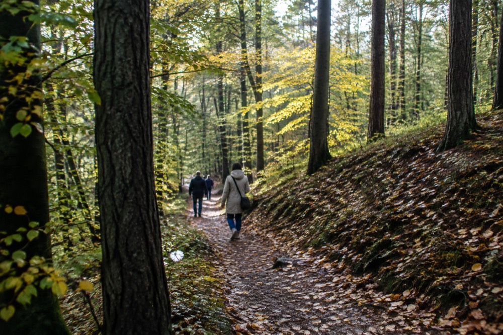 Sunlight filtering through autumn beech woodland on a hillside path