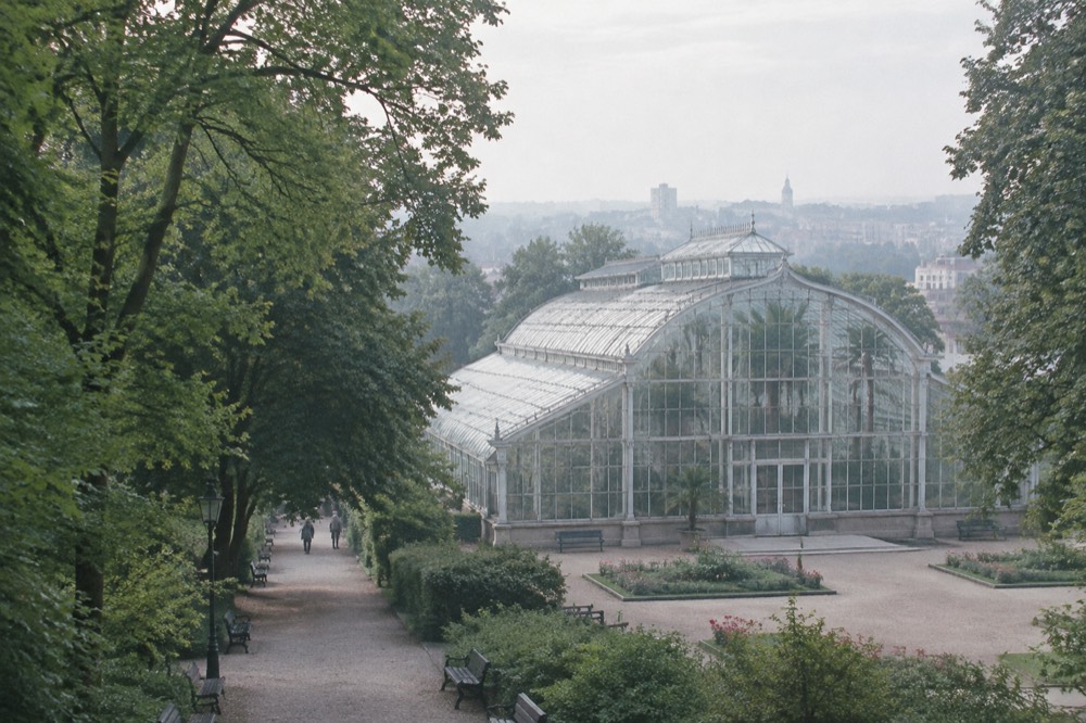 Tree-lined path in Wilson Park leading toward the closed Palm House