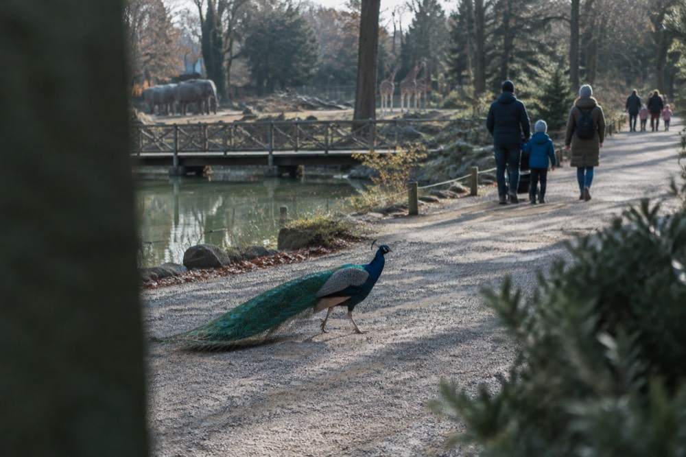 A peacock walking across a gravel path in the free Old Zoo in Poznan