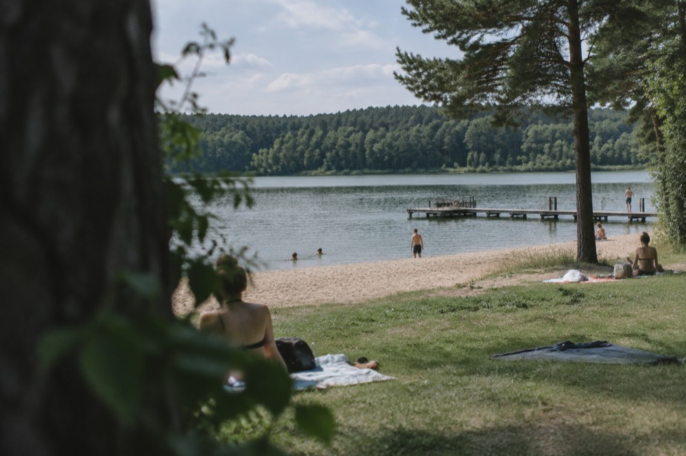 A grassy lakeside beach area with trees in summer